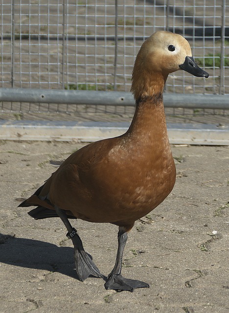 从杜兰特的